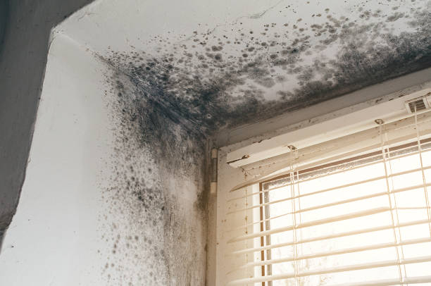 Affordable Mold Removal solutions in Thomasville, NC