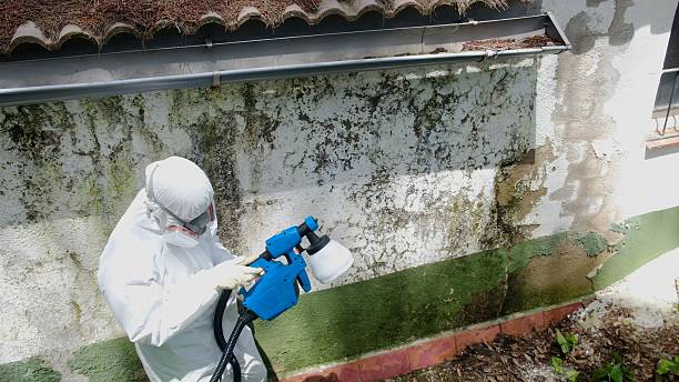 Top rated local Mold Removal specialists in Thomasville, NC
